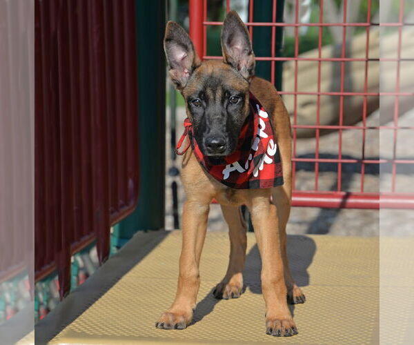 Medium Photo #8 Mutt Puppy For Sale in Gretna, NE, USA