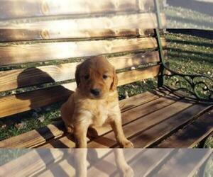 Golden Retriever Puppy for sale in LEON, KS, USA