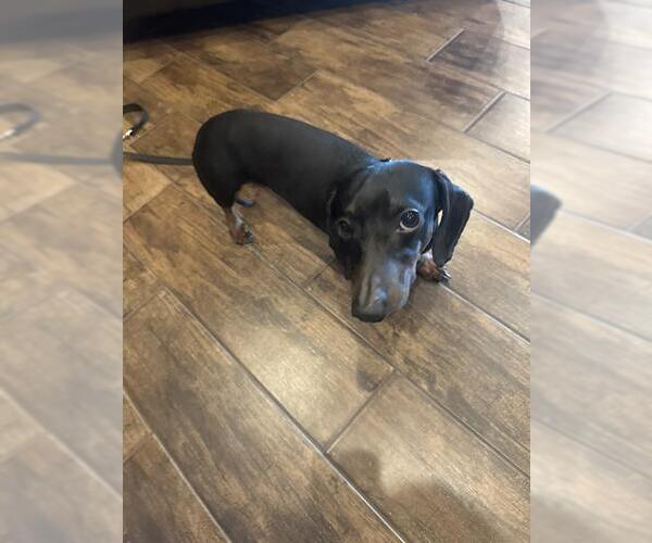 Medium Photo #1 Dachshund-Unknown Mix Puppy For Sale in San Antonio, TX, USA