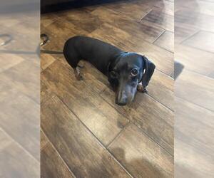 Dachshund-Unknown Mix Dogs for adoption in San Antonio, TX, USA