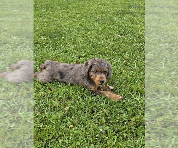 Medium Photo #5 Aussiedoodle Puppy For Sale in SALISBURY, PA, USA