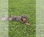 Small Photo #5 Aussiedoodle Puppy For Sale in SALISBURY, PA, USA