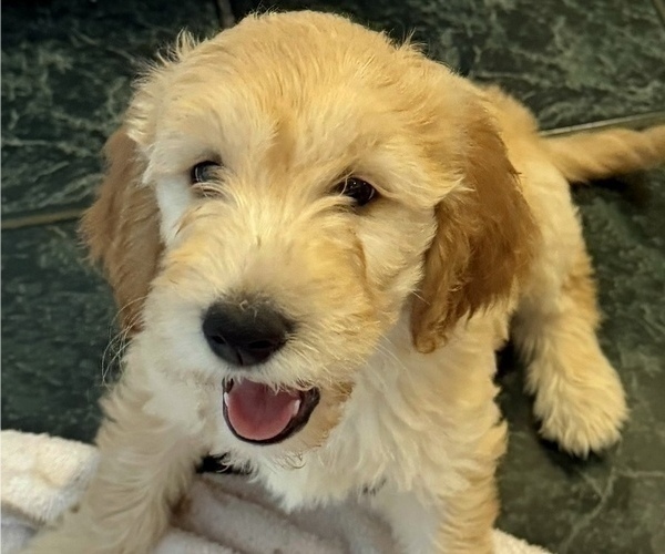 Medium Photo #3 Goldendoodle Puppy For Sale in LAKE MARY, FL, USA