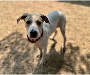 Boxer-Unknown Mix Dogs for adoption in Brewster, MA, USA