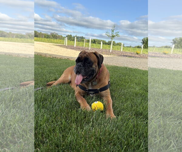 Medium Photo #3 Boxer Puppy For Sale in Woodbury, MN, USA