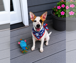 Small #1 Mutt