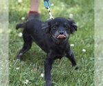Small #1 Cocker Spaniel