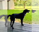 Small #4 Collie Mix