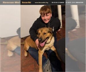 German Shepherd Dog-Unknown Mix Dogs for adoption in Benton, PA, USA