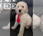 Small Photo #2 Sheepadoodle Puppy For Sale in FONTANA, CA, USA