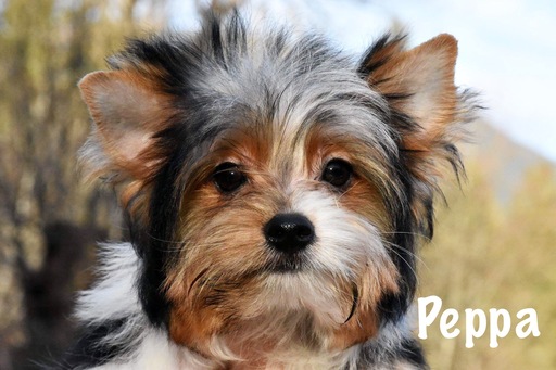 Medium Photo #1 Yorkshire Terrier Puppy For Sale in MARYSVILLE, WA, USA
