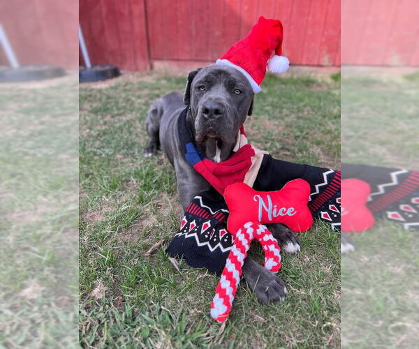 Medium Photo #3 Neapolitan Mastiff Puppy For Sale in San Diego, CA, USA