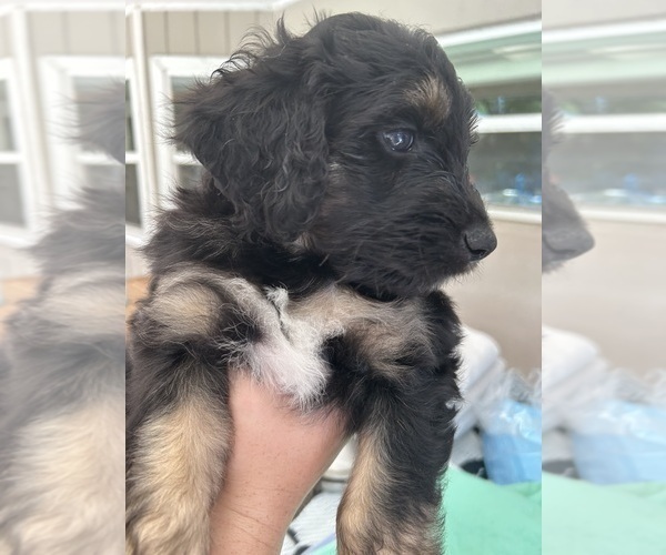 Medium Photo #59 Aussiedoodle Puppy For Sale in LONGWOOD, FL, USA