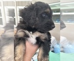 Small Photo #59 Aussiedoodle Puppy For Sale in LONGWOOD, FL, USA