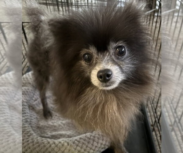 Medium Photo #1 Pomeranian Puppy For Sale in Sanford, FL, USA