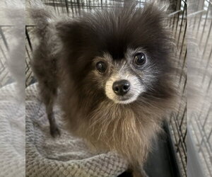 Pomeranian Dogs for adoption in Sanford, FL, USA