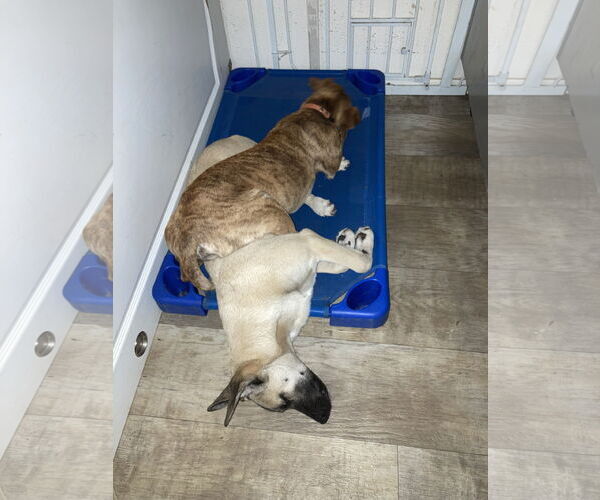 Medium Photo #9 Mutt Puppy For Sale in San Diego, CA, USA