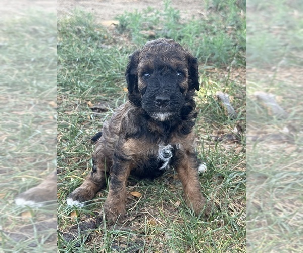 Medium Photo #13 Poodle (Miniature)-Poodle (Standard) Mix Puppy For Sale in LONGMONT, CO, USA