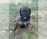 Small #12 Poodle (Miniature)-Poodle (Standard) Mix