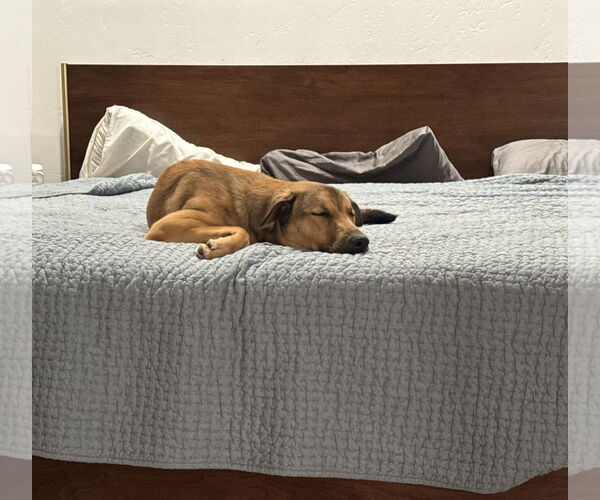 Medium Photo #3 Mutt Puppy For Sale in San Diego, CA, USA