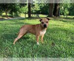 Small Photo #3 Labrador Retriever-Unknown Mix Puppy For Sale in Sheboygan, WI, USA