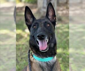 JESSIE - Female Mutt Dog for Adoption - Photo #2