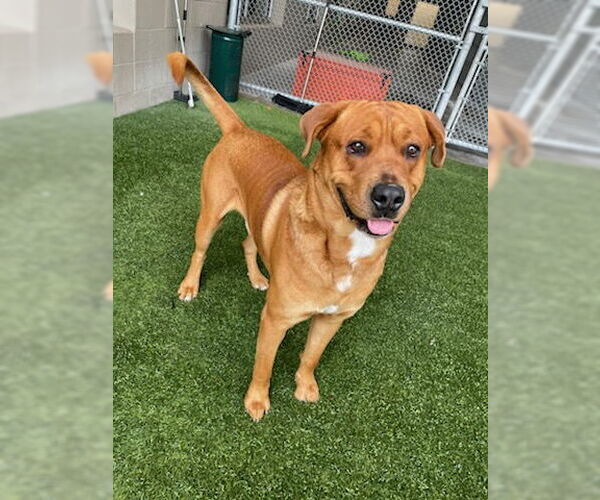 Medium Photo #2 Labrador Retriever-Spanish Mastiff Mix Puppy For Sale in Baytown, TX, USA