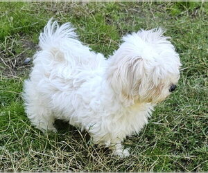 Tater - Male Havanese Dog for Adoption - Photo #3