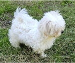 Small Photo #3 Havanese Puppy For Sale in Olalla, WA, USA