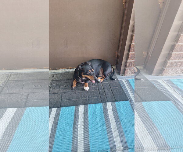 Medium Photo #6 Dachshund Puppy For Sale in Tampa, FL, USA