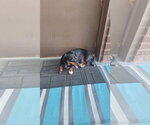 Small #5 Dachshund