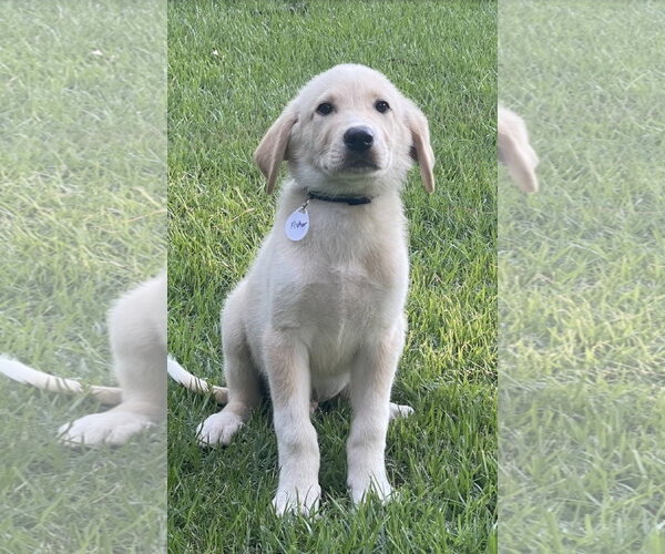 Medium Photo #1 Great Pyrenees-Unknown Mix Puppy For Sale in Rockaway, NJ, USA