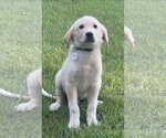 Small Great Pyrenees Mix