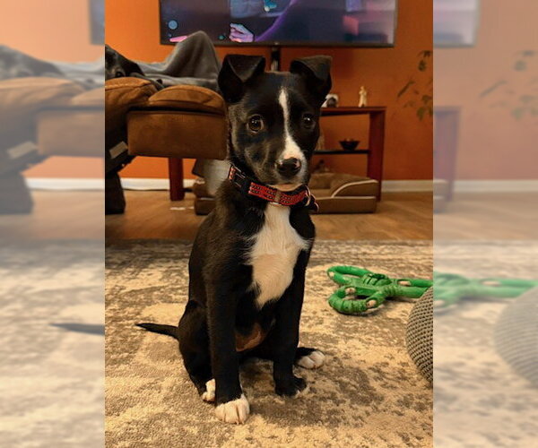 Medium Photo #2 Border Collie-Unknown Mix Puppy For Sale in Genesee, WI, USA