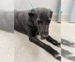 Small Great Dane Mix