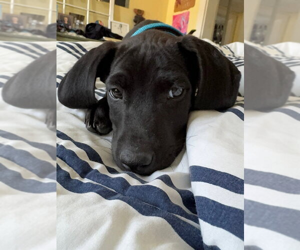 Medium Photo #22 Labrador Retriever-Unknown Mix Puppy For Sale in Brewster, NY, USA