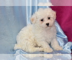 Small Photo #3 Bichpoo Puppy For Sale in ELDORADO, OH, USA