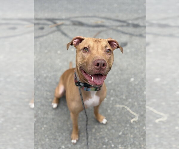 Medium Photo #9 American Pit Bull Terrier-Unknown Mix Puppy For Sale in Brewster, NY, USA