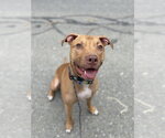 Small Photo #9 American Pit Bull Terrier-Unknown Mix Puppy For Sale in Brewster, NY, USA