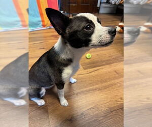 Chihuahua-Unknown Mix Dogs for adoption in Lancaster, PA, USA