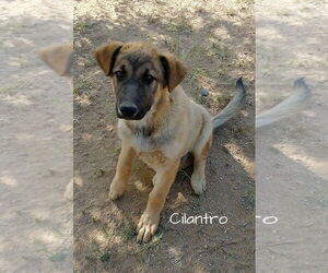 Cilantro - ** - Male German Shepherd Dog-Unknown Mix Dog for Adoption - Photo #6