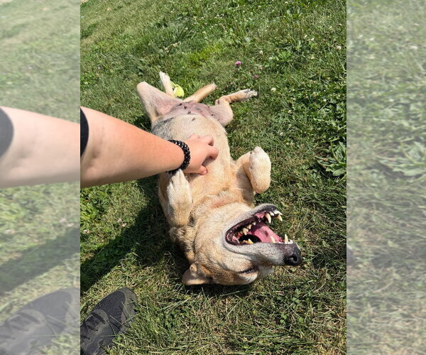 Medium Photo #2 Australian Shepherd-Beagle Mix Puppy For Sale in Pierceton , IN, USA