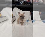 Small Photo #12 French Bulldog Puppy For Sale in VICTORVILLE, CA, USA