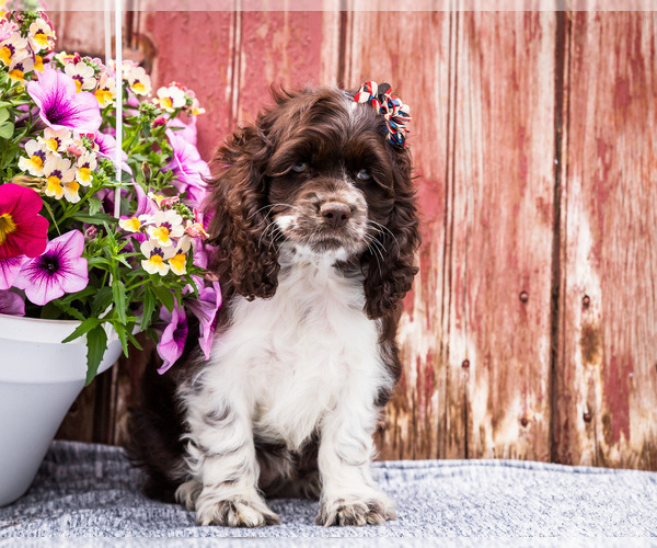 Medium Photo #14 Cocker Spaniel Puppy For Sale in WAKARUSA, IN, USA