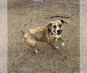 Marble - Female Labrador Retriever-Unknown Mix Dog for Adoption - Photo #13