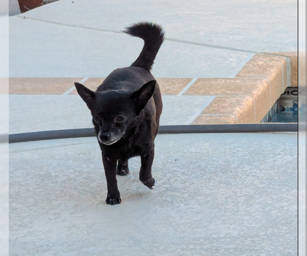 Medium Photo #1 Chihuahua-Unknown Mix Puppy For Sale in San Bernardino, CA, USA