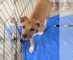 Small #12 American Staffordshire Terrier