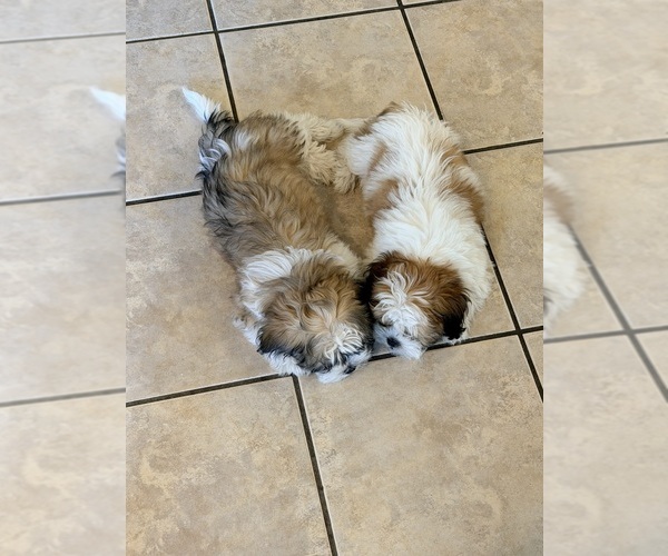 Medium Photo #2 Shih Tzu Puppy For Sale in ALBUQUERQUE, NM, USA