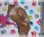 Small Photo #2 ShihPoo Puppy For Sale in ORO VALLEY, AZ, USA