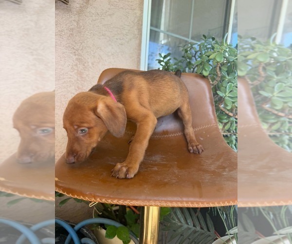 Medium Photo #6 Doberman Pinscher-Mountain Cur Mix Puppy For Sale in TEMECULA, CA, USA